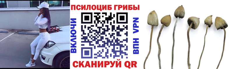 Купить где  Суздаль  Галлюциногенные грибы Cubensis 